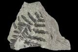 Pennsylvanian Fossil Ferns (Lyginopteris And Neuropteris) - Alabama #112762-1